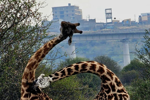 Nairobi: passeio de meio dia no Parque NacionalNairobi: tour privado de meio dia no Parque Nacional