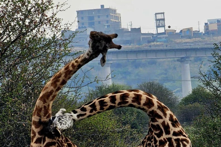 Nairobi: passeio de meio dia no Parque NacionalNairobi: tour privado de meio dia no Parque Nacional