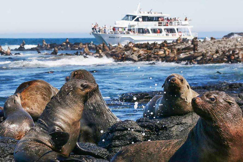 Isla Phillip: Crucero con focas, desfile de pingüinos y koalas