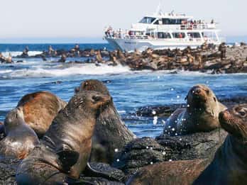 Melbourne: Seal Cruise and Penguin Parade of Phillip Island
