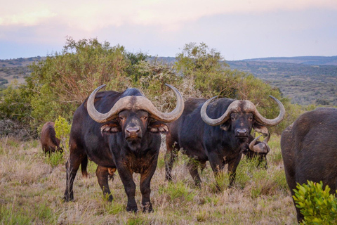 Half-Day Schotia Game Reserve (Open 4x4 Vehicle)
