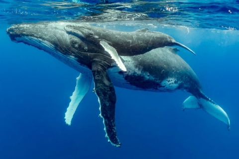 Excursion d'une journée à Uvita : Observation des baleines, surf et chutes d'eau