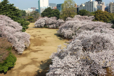 Tokyo: Shinjuku Gyoen Cherry Blossom Stroll (Entry Included)