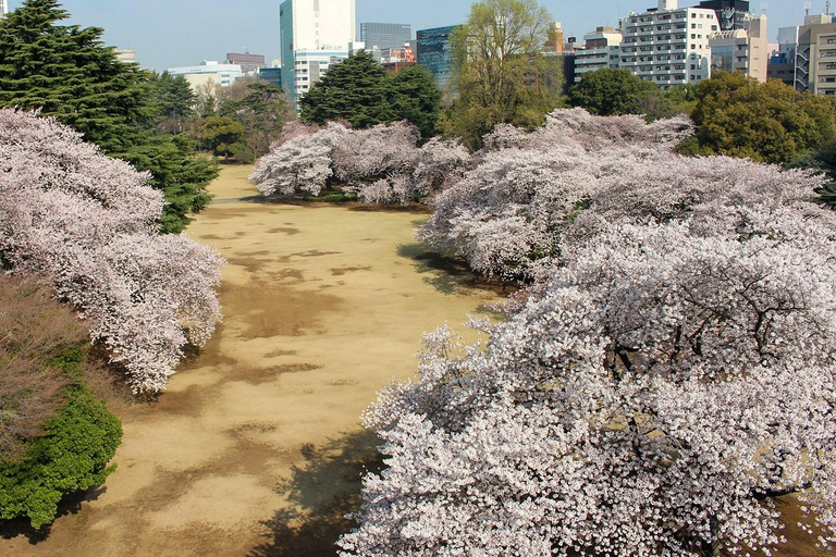 Tokyo: Shinjuku Gyoen Cherry Blossom Stroll (Entry Included)