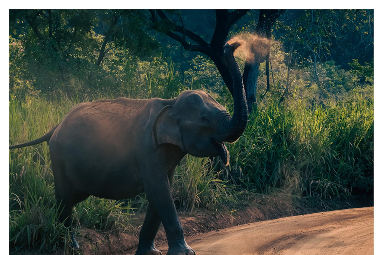 Sigiriya: Minneriya Shared Safari | Kaudulla & Hurulu Eco Kaudulla National Park