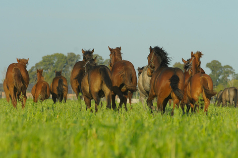 Caballos, Asado y Naturaleza. Un día en una granja de pura sangre