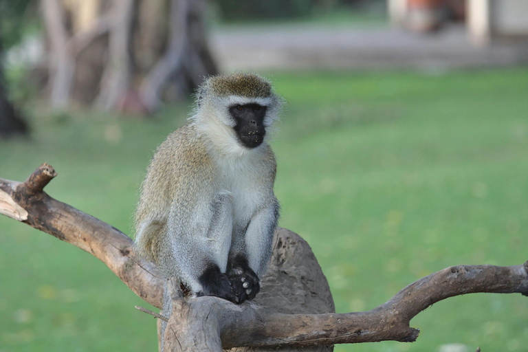 Nairobi: 7-Day Safari Tour with Game Drives and Lodging