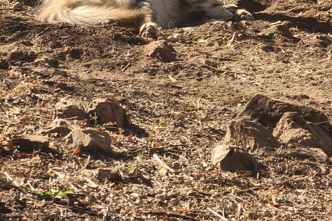 From Johannesburg: Lion & Safari Park Guided Game Drive