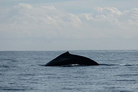 Whale Watching in San Jose del Cabo