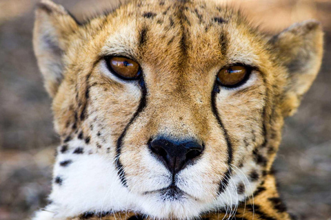 Pilanesberg Safari and Sun City Full Day Tour Private Tour Rate