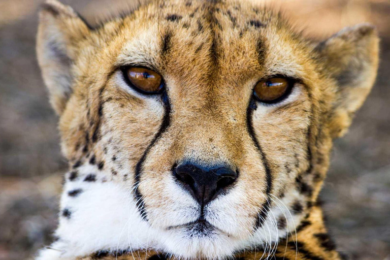 Pilanesberg Safari and Sun City Full Day Tour Private Tour Rate