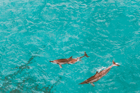 Mirissa: Dolphin Swim Blue Whale Snorkelling | All-Inclusive Mirissa: Scuba Diving & Turtle Snorkelling Experience