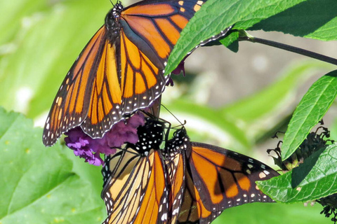 Zanzibar: Jozani Forest, Village & Butterfly Center