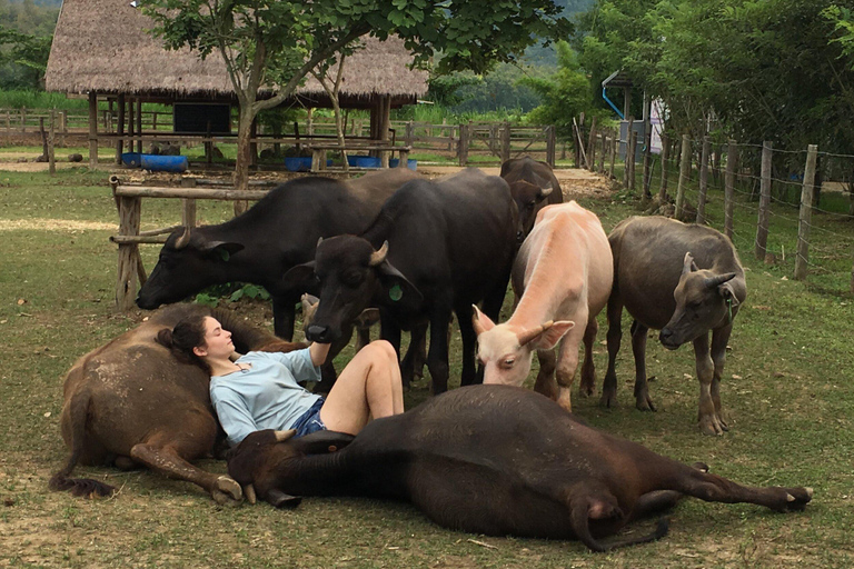 Luang Prabang: excursión a una granja y aventura con bufé de búfalo