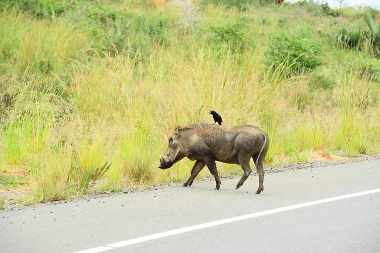 Kampala: 2-Day Murchison Falls Safari with Rhino Trek