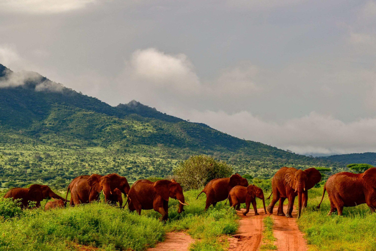 From Nairobi: 3-Day Amboseli & Ngutuni Safari with Transfers