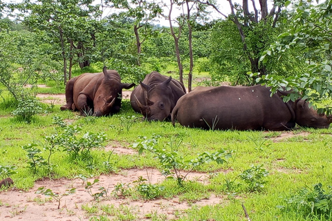 Rhino Guardians Safari: A Guided Conservation Game Drive