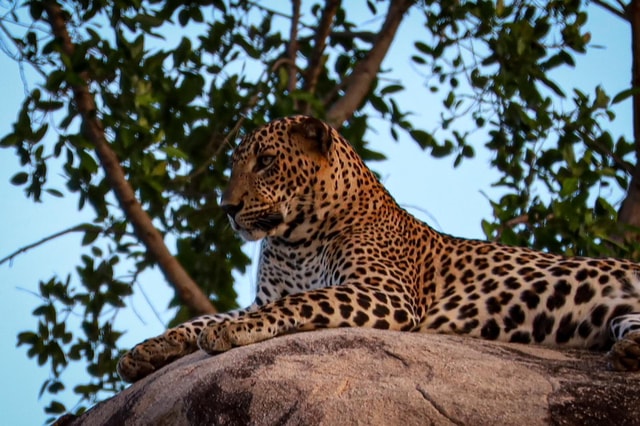 Yala National park (Group or Private )Safari Tours
