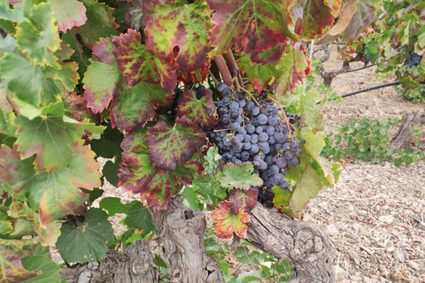 From Cagliari: Wine Cellar Tour with Tastings