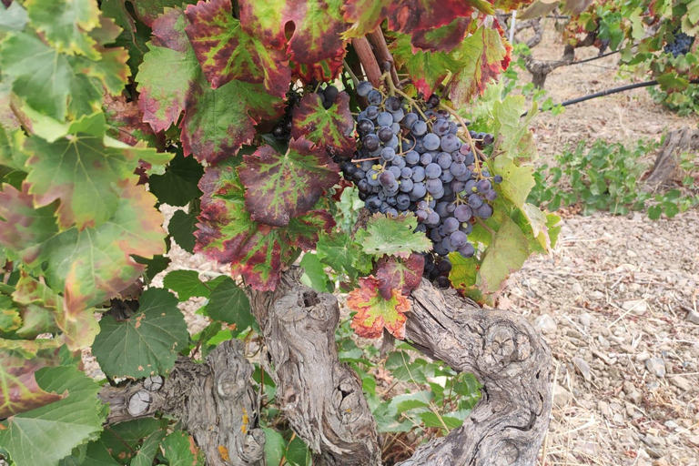 From Cagliari: Wine Cellar Tour with Tastings