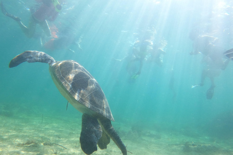 Paphos: Schildpadden kijken Snorkelen Zee Scooter Trip