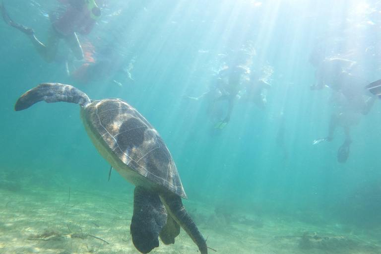 Pafos: Wycieczka skuterem morskim na obserwację żółwi i snorkelingPafos: Wycieczka skuterem morskim na oglądanie żółwi i snorkeling