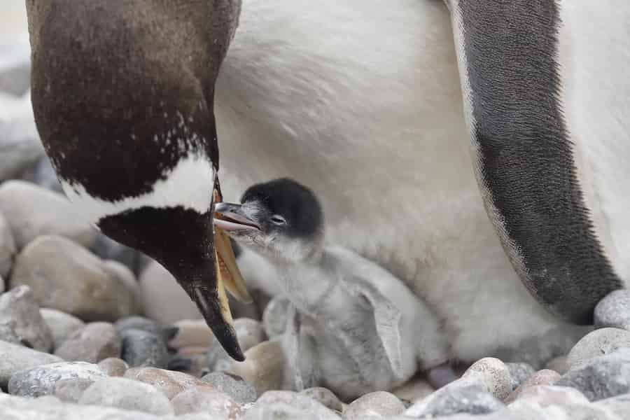 Eintrittskarte für den Zoo von Edinburgh. Foto: GetYourGuide Eintrittskarte für den Zoo von Edinburgh. Foto: GetYourGuide