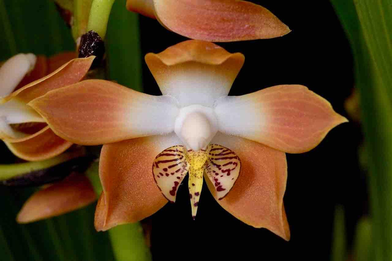 Panamá: Excursión a la Isla de los Monos, el Santuario de los Perezosos y el Lago Gatún