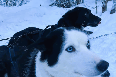 Levi: 5 Km Husky Sledding Ride in Levi