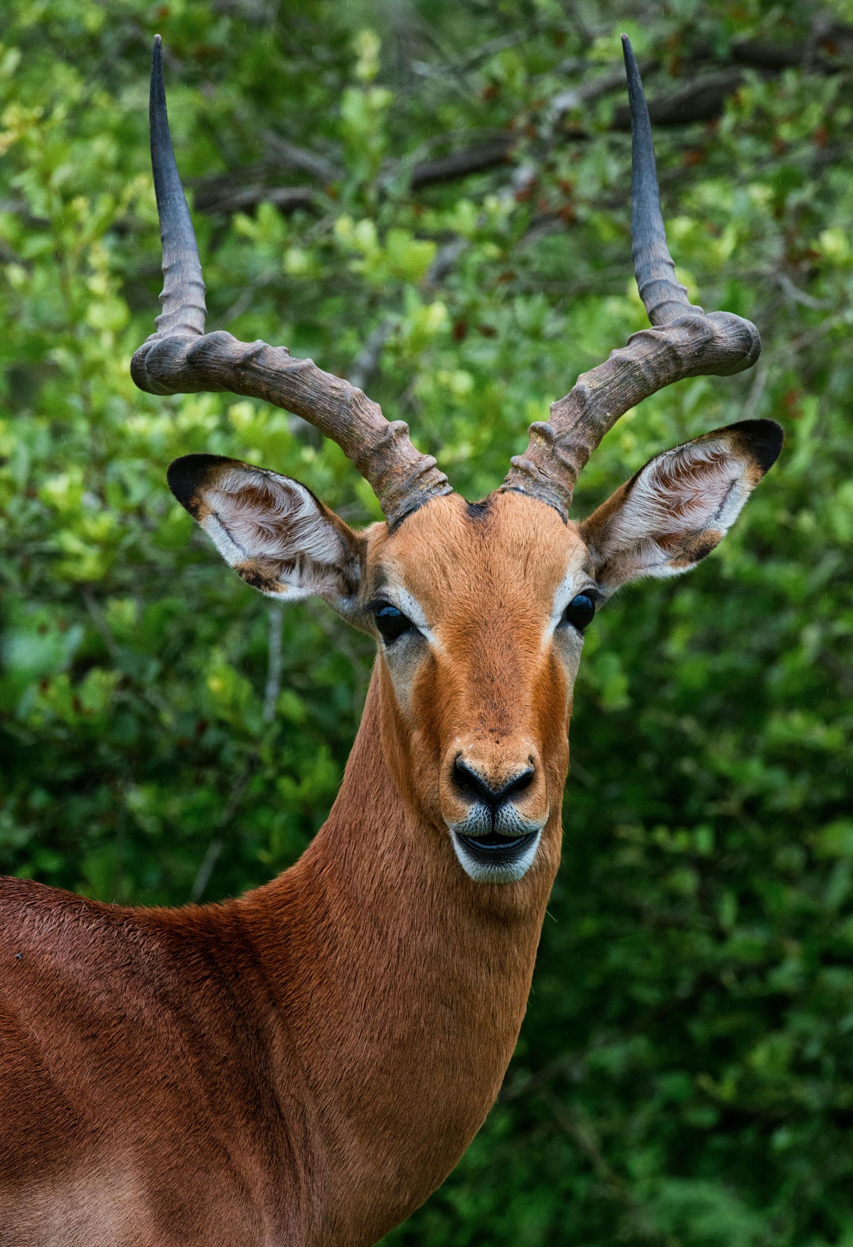 Ab Nairobi: Aberdare-Nationalpark – Tagessafari