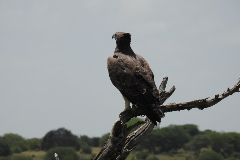 4-Day Safari Adventure Explore Africa's Beauty