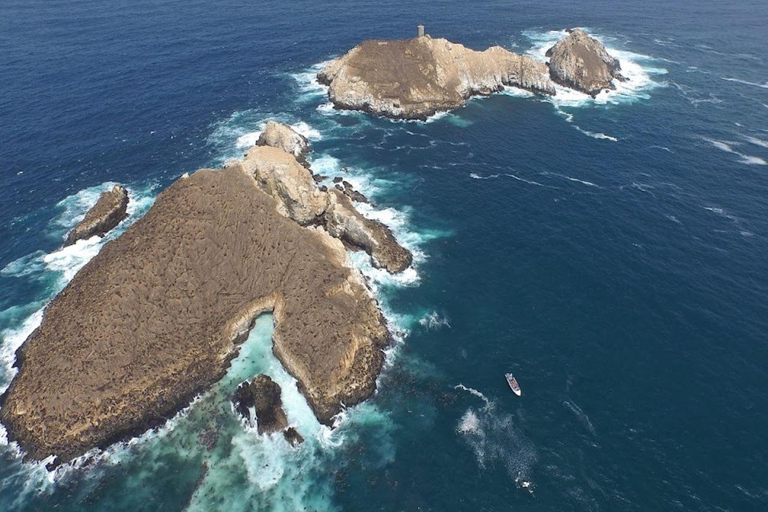 Lima: Tour a Isla Palomino Aventura Marina