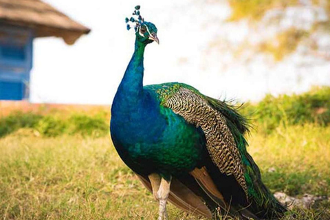 FROM NUNGWI/KENDWA:STONE TOWN, PRISON ISLAND & JOZANI FOREST Private tour include hotel pick up and drop off