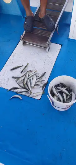 Larnaca: Private Fishing - Traditional Explorer N Vessel