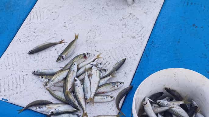 Lárnaca: Pesca privada - Embarcación tradicional Explorer N