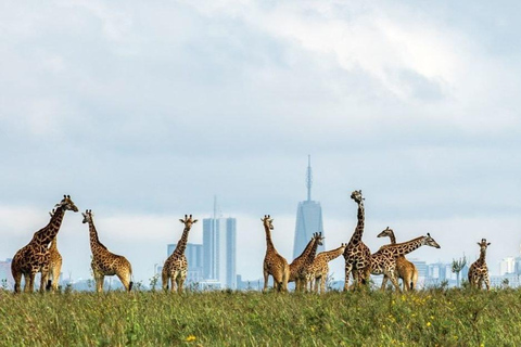 Nairobi: National Park Safari with Hotel Pickup in a Van