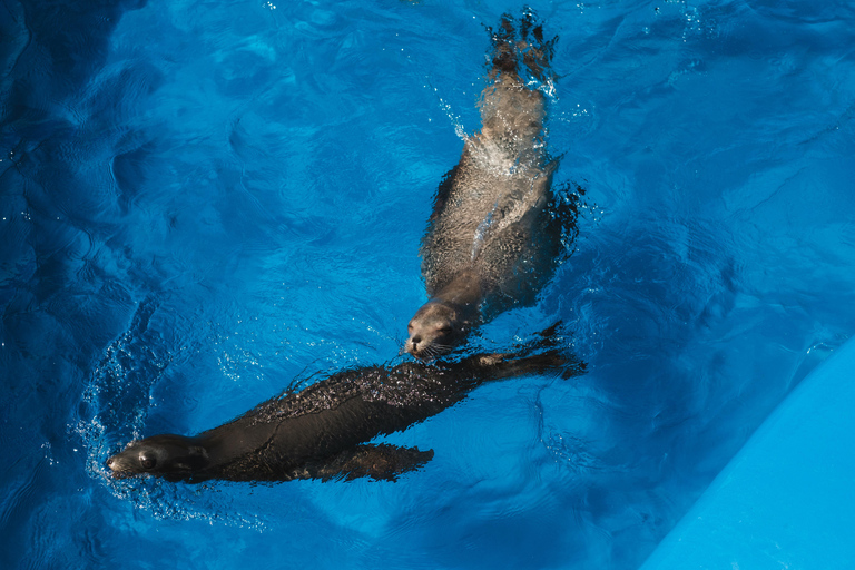 Isla Mujeres: Full Day at Dolphin Discovery Dolphin Royal Connection: Enjoy a VIP experience with two dolphins