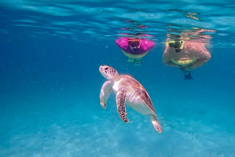 Private Turtle Snorkel Tour in Aruba + Professional video