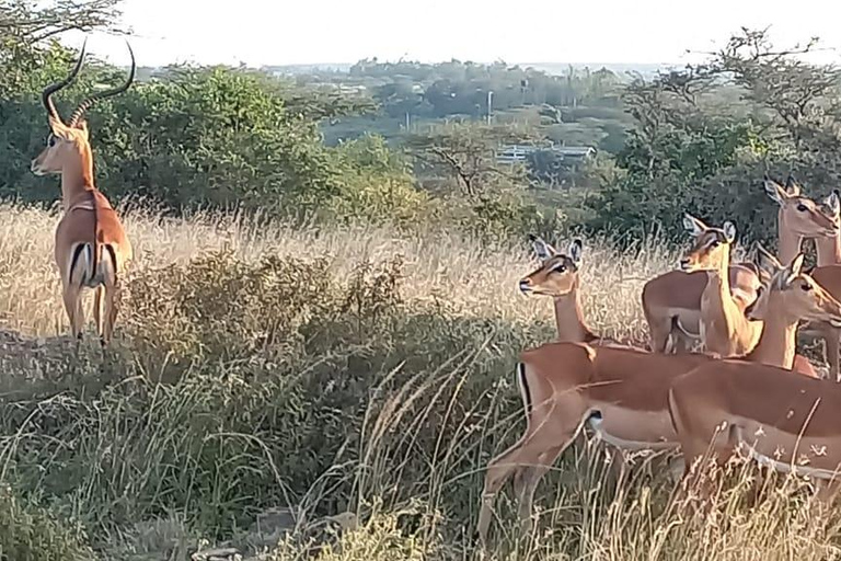 Nairobi National Park;4 uur gamedrive in het enige stadspark ter wereld