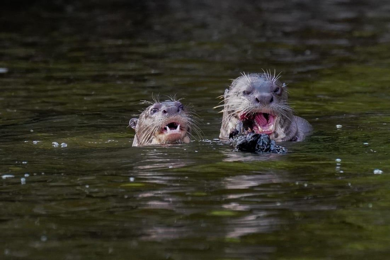 Puerto Maldonado: 3-Day Tambopata Jungle Tour