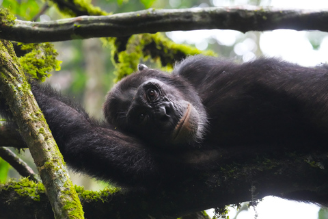 3-Day Ugandan tour with Murchison Falls, Rhinos & Chimpanzee