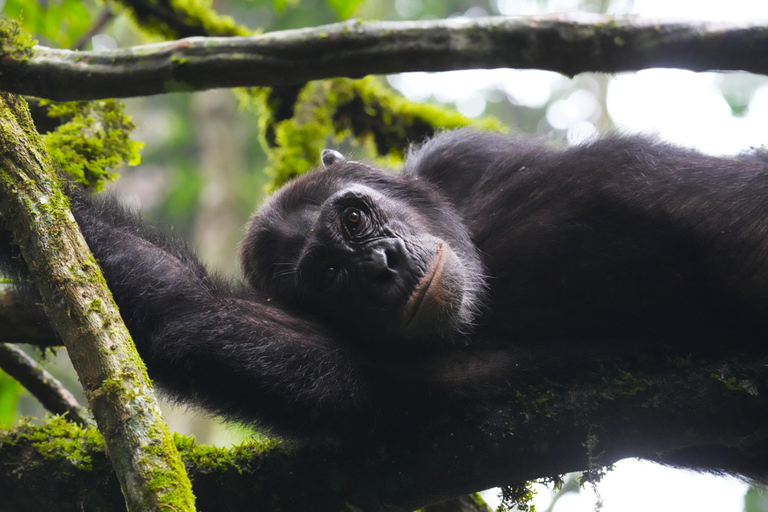 3-Day Ugandan tour with Murchison Falls, Rhinos & Chimpanzee