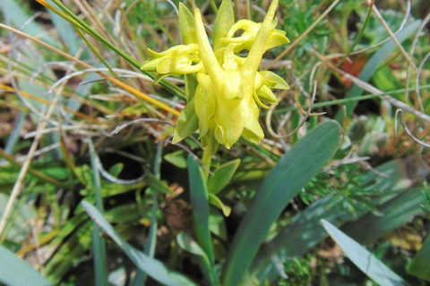 Parque Nacional Antisana - Avistamiento del Cóndor Andino