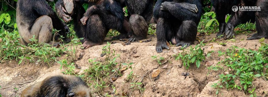 La Planète des Chimpanzés : Navigation & rencontre au centre de Tchimpounga