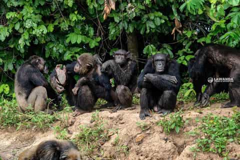 2026年コンゴ共和国のサファリ＆野生動物ベストツアー - 無料