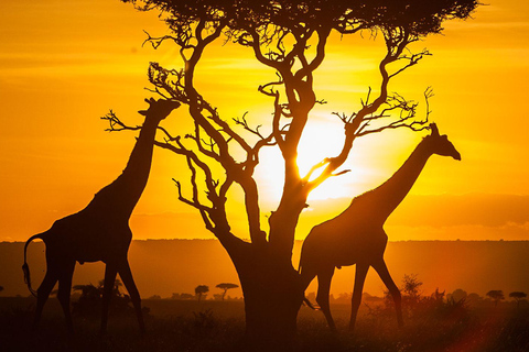 6-dniowe safari fotograficzne Masai Mara w jeepie 4x4