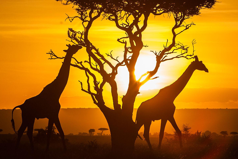 6-dniowe safari fotograficzne Masai Mara w jeepie 4x4