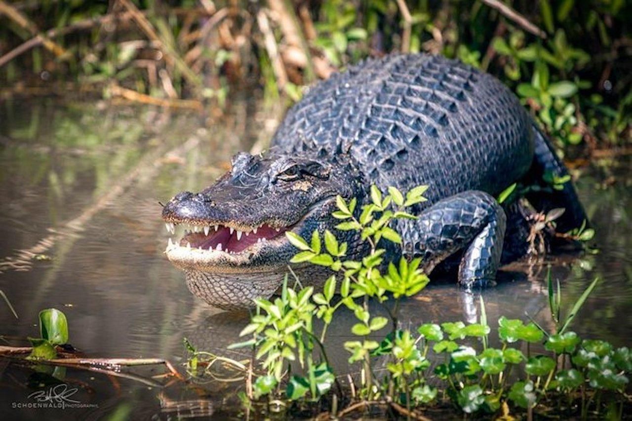 Honey Island Swamp and Bayou Bootstour mit Transport