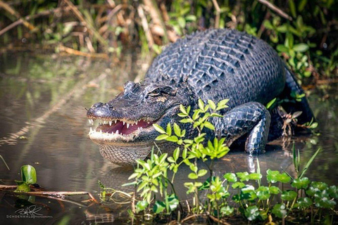 New Orleans: Tour in barca della palude e del bayou di Honey Island