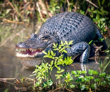 New Orleans: Honey Island Swamp and Bayou Boat Tour